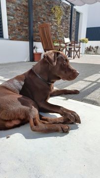 Dog Hotel