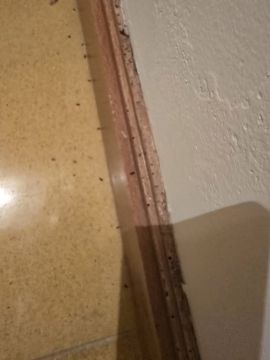 Empresa de Controlo de Pragas