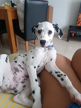 Hotel para Cães