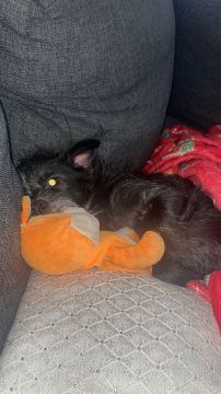 Hotel para Cães - Animais