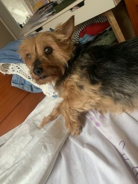 Hotel para Cães