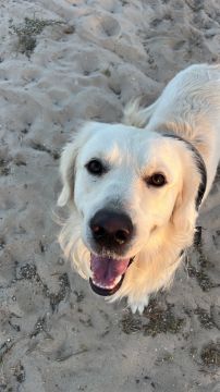 Pension pour chiens