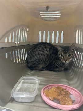 Hotel para Gatos