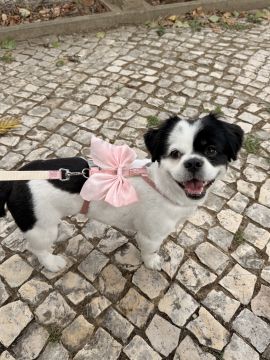 Hotel para Cães