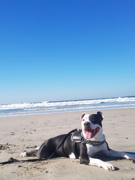Hotel para Cães - Hotel e Creche para Animais