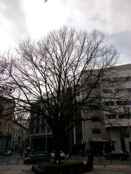 Genealogy