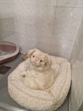 Dog Hotel