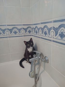 Hotel para Gatos