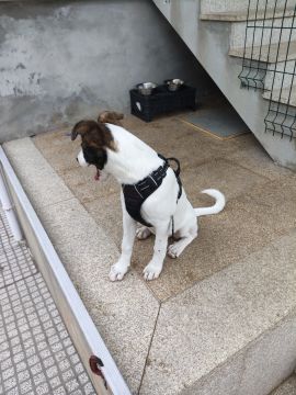Hotel e Creche para Animais