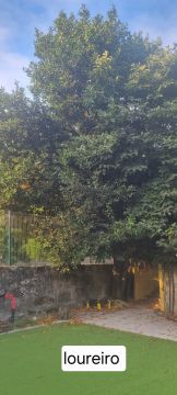 Poda e Manutenção de Árvores