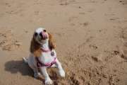 Pet Boarding and Daycare
