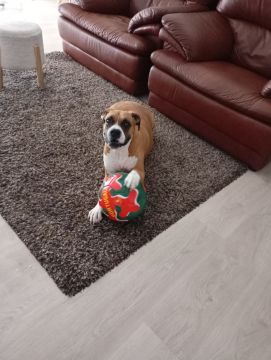 Hotel para Cães