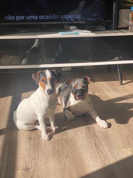 Hotel para Cães