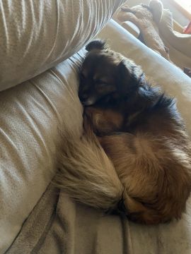 Pension pour chiens