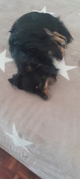 Hotel para Cães - Animais