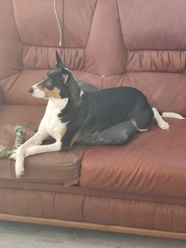 Hotel para Cães