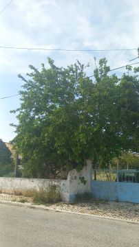 Poda e Manutenção de Árvores