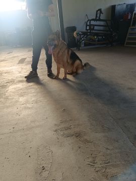 Hotel para Cães