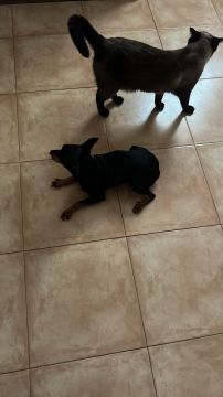 Hotel para Cães