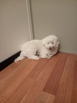 Hotel para Cães