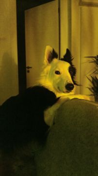 Hotel para Cães