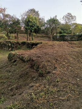 Poda e Manutenção de Árvores