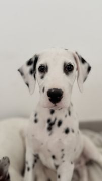Hotel para Cães