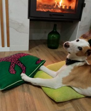 Hotel para Cães