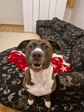 Dog Hotel