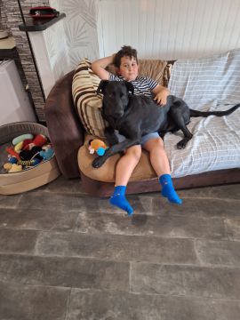 Hotel para Cães