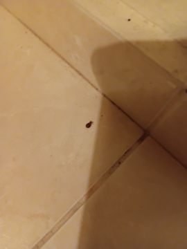 Empresa de Desinfestação