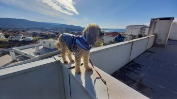 Hotel para Cães