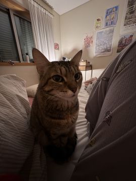 Hotel e Creche para Animais - Animais