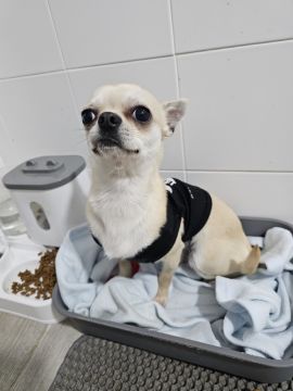 Dog Hotel