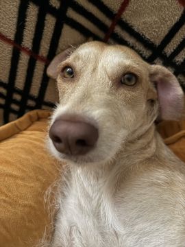 Hotel para Cães