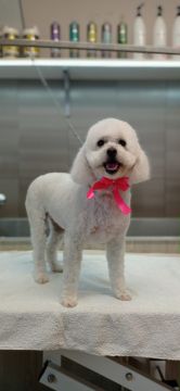 Dog Hotel