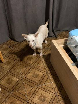 Hotel para Cães