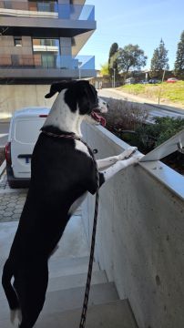 Hundepension - Haustierbetreuung und Tierpension