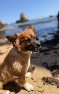 Hundetagesstätte (Hundesitter)