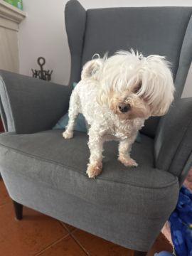 Hotel para Cães