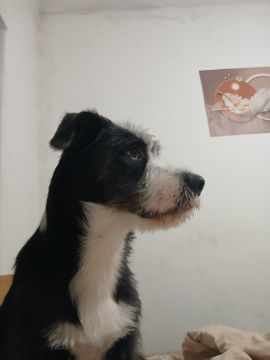 Hotel para Cães