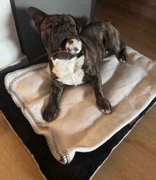 Hotel para Cães