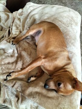 Hotel para Cães