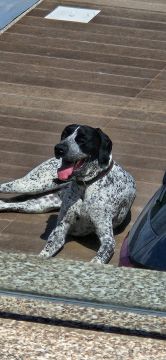 Hotel para Cães