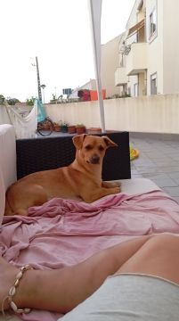 Hotel para Cães