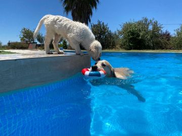 Dog Hotel