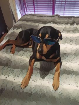 Hotel para Cães