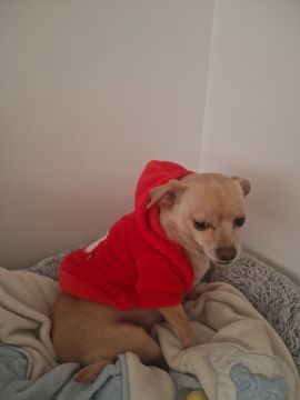 Hotel para Cães