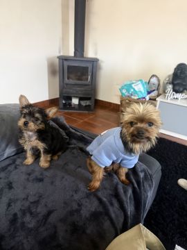 Hotel para Cães