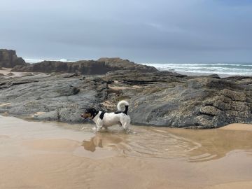 Hotel para Cães